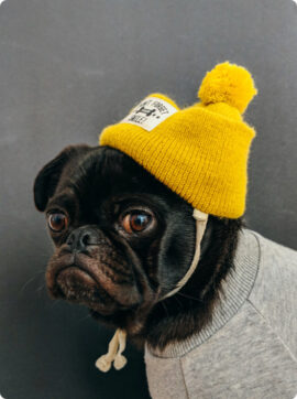 d03-Ing-Dog-Hat.jpg